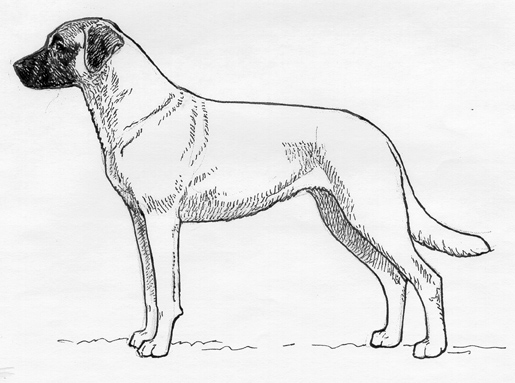 UKC Breed Standards: Kangal Dog