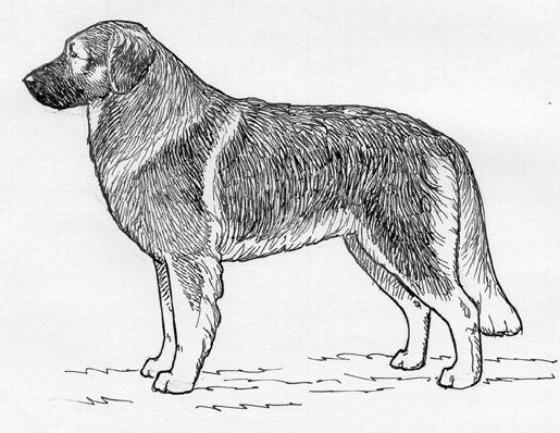 UKC Breed Standards: Karst Shepherd Dog