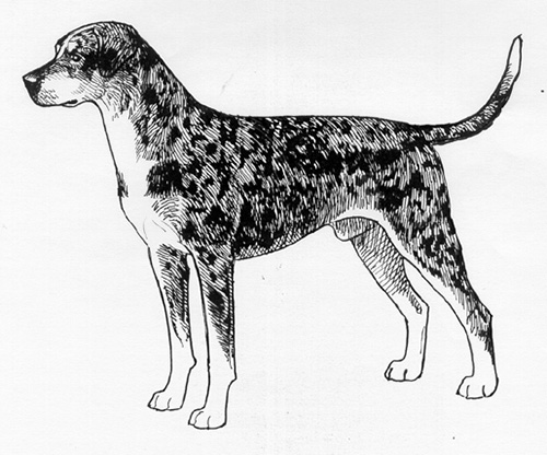 UKC Breed Standards: Louisiana Catahoula Leopard Dog
