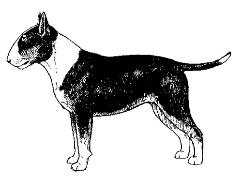 UKC Breed Standards: Miniature Bull Terrier