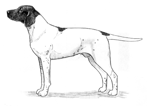 UKC Breed Standards: Old Danish Pointing Dog
