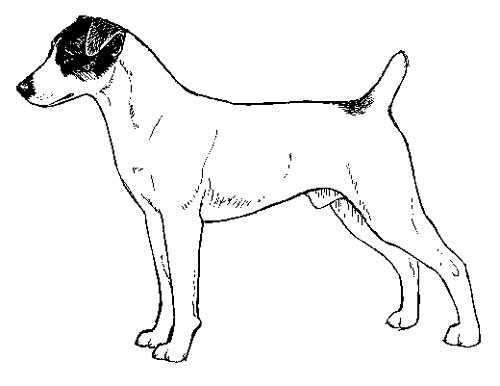 UKC Breed Standards: Parson Russell Terrier