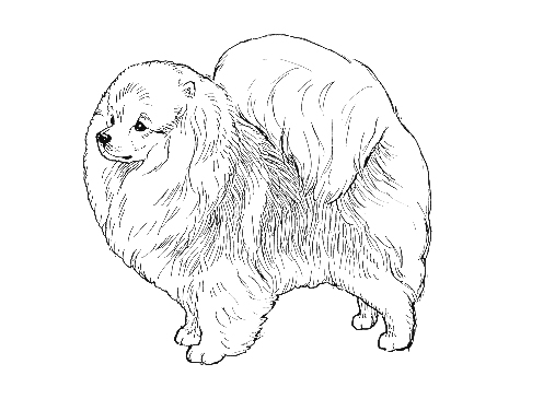 UKC Breed Standards: Pomeranian