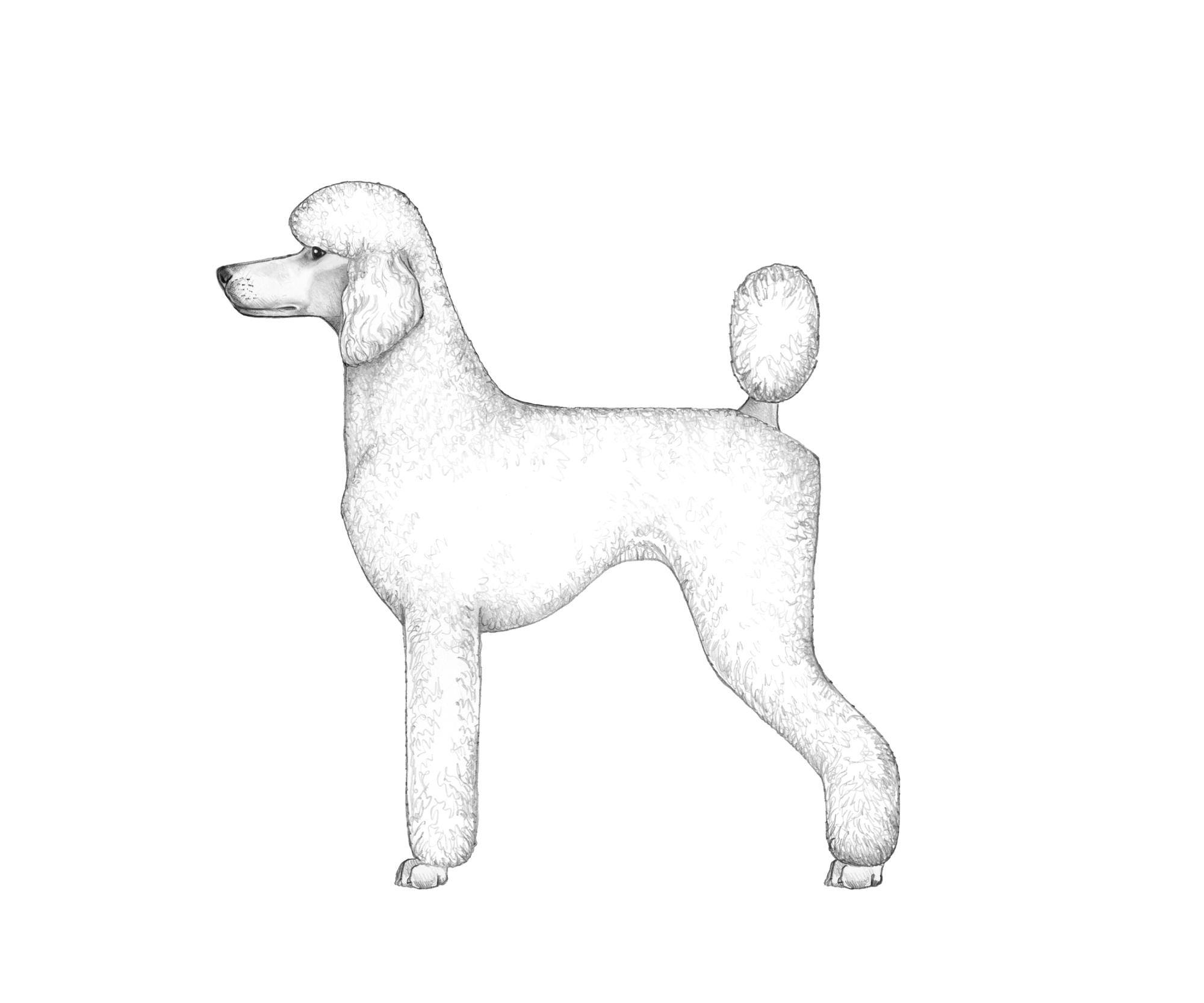 UKC Breed Standards: Poodle-sporting-clip