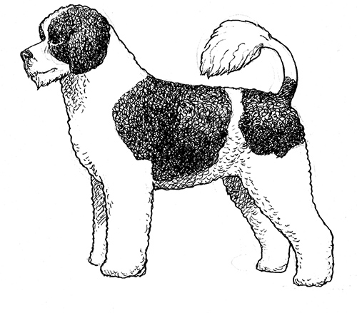 UKC Breed Standards: Portuguese Water Dog (Curly Coat Retriever)