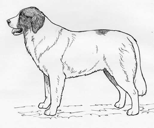 UKC Breed Standards: Pyrnean Mastiff