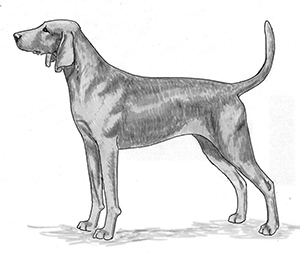 UKC Breed Standards: Redbone Coonhound
