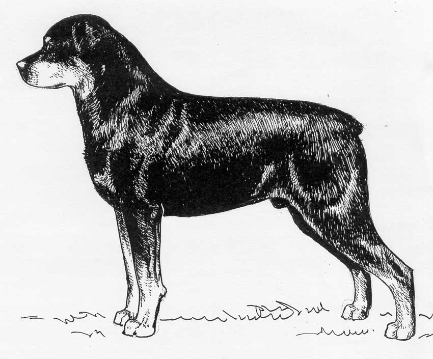 UKC Breed Standards: Rottweiler