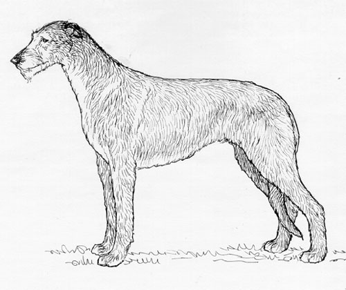 UKC Breed Standards: Scottish Deerhound