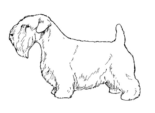 UKC Breed Standards: Sealyham Terrier