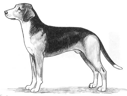 UKC Breed Standards: Serbian Tricolor Hound