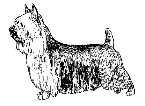 UKC Breed Standards: Silky Terrier