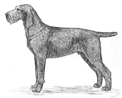 UKC Breed Standards: Slovakian Wire-Haired Pointing Dog