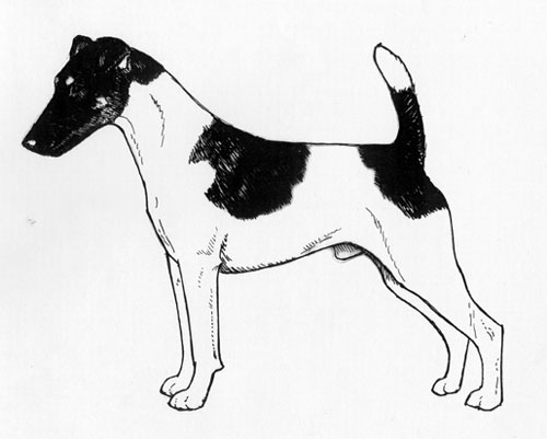 UKC Breed Standards: Smooth Fox Terrier