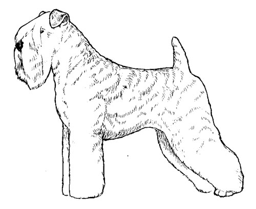 UKC Breed Standards: Soft Coated Wheaten Terrier (American Trim)