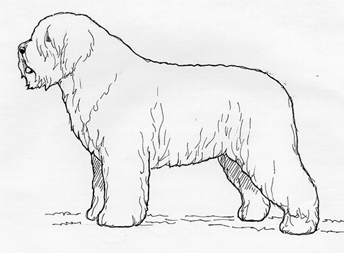 UKC Breed Standards: South Russian Shepherd Dog