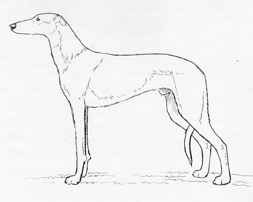 UKC Breed Standards: Spanish Greyhound