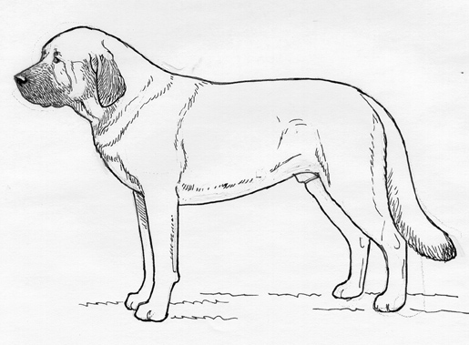 UKC Breed Standards: Spanish Mastiff