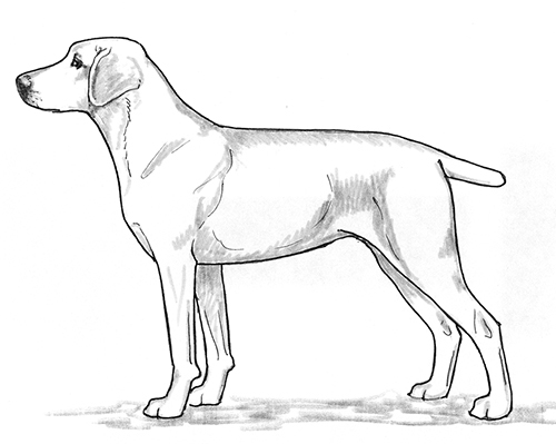 UKC Breed Standards: Treeing Cur