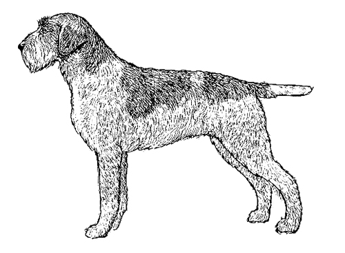 UKC Breed Standards: Wire-Haired Pointing Griffon