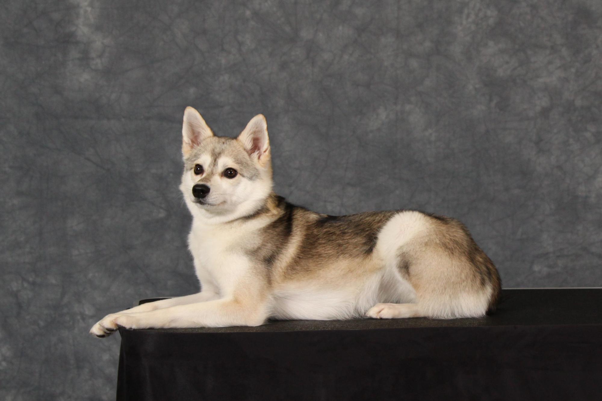 SD USA UFA UCD UAGII UWPV CA URO3 UGWPCH GRCH'PR'ALIAK'S FOXY NEFERTARI SPOT- ON