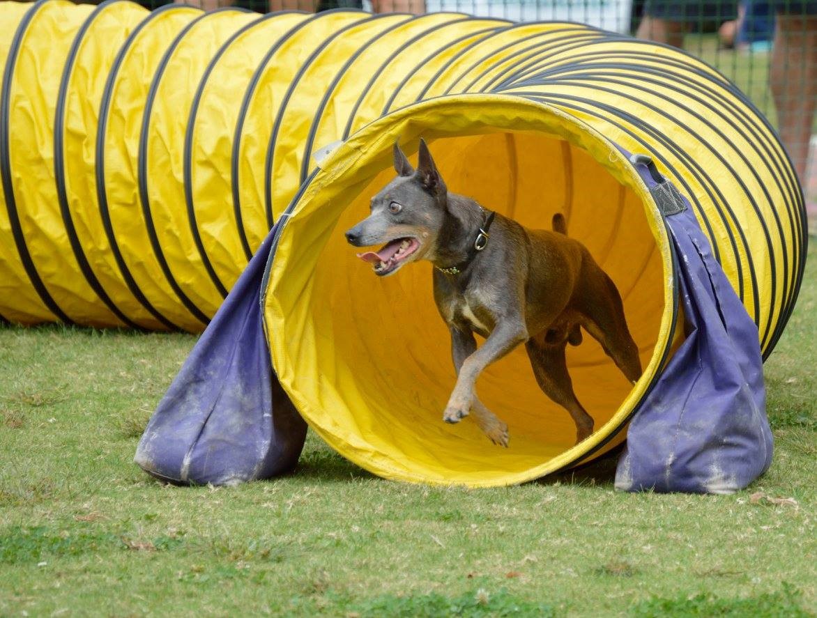 SD2 RATO URX UCD NBOB CAX UFCH UROC UAGII UWPCH USCH GRCH'PR'VHK'S DOUBLE VIS ION-HAIRY SPOT