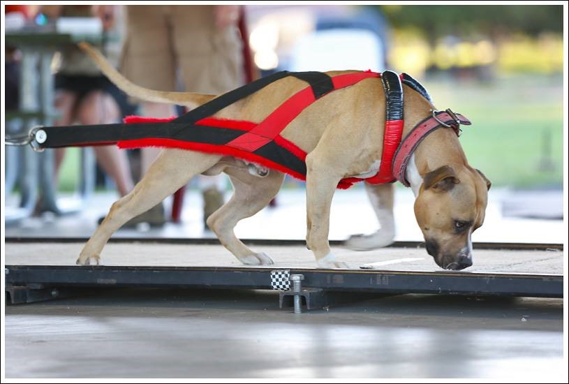 SD VPE AP4 CA UCD UWPS UNJ UAGI URO1 UWPCHX GRCH'PR'BLUPRINTS BADGER SPOT