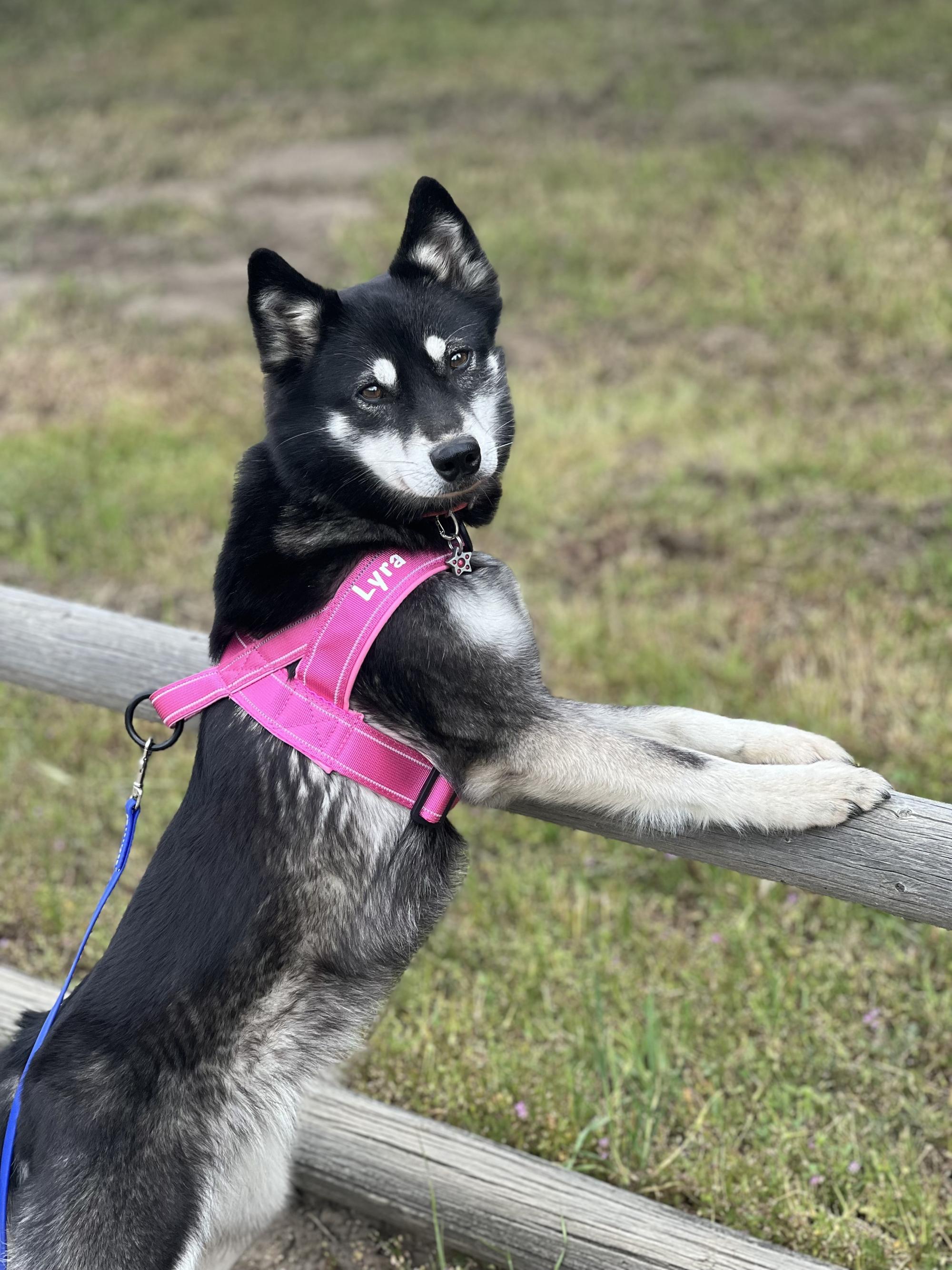 SD2 SE AN N3K E3K DASH RATCH URO2 PN RACEA UACH UNJ MC NHD RATS UAGI USA UFA  PTE GRCH'PR'ALIAK'S HER DARKK MATERIALS SPOT-ON