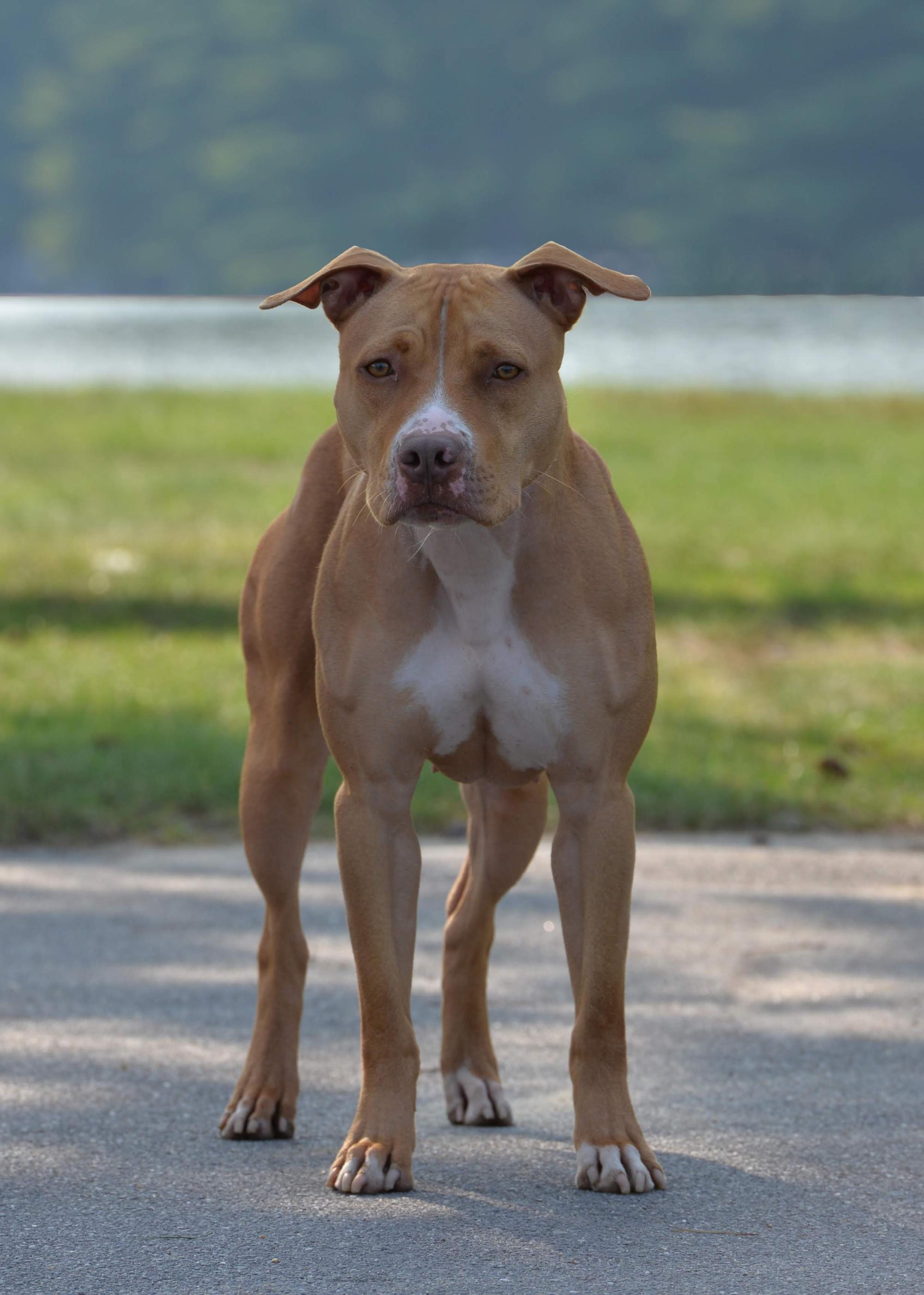 SD NC HOP DASH UNJ RACEN CA UFA UWPU AP8 VPU UEWPCH URO1 GRCH'PR'SMALLTOWN'S  LOCKED AND LOADED SPOT-ON