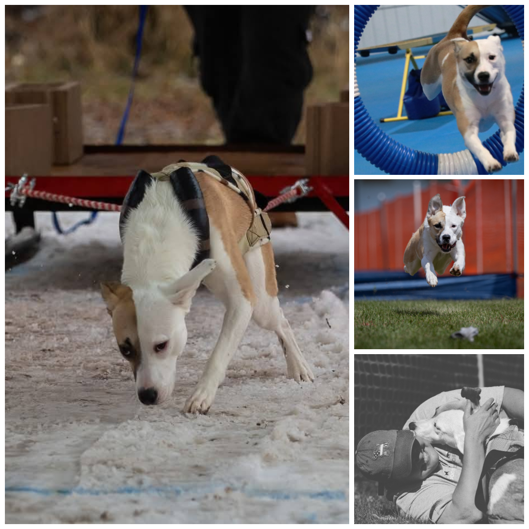 SD NT E3K UWPV AI NH URO1 UNJ AC VPU UACH AP4 LEAP RUSH UWPCHX SKAMFERS NORTH ERN EXPOSURE