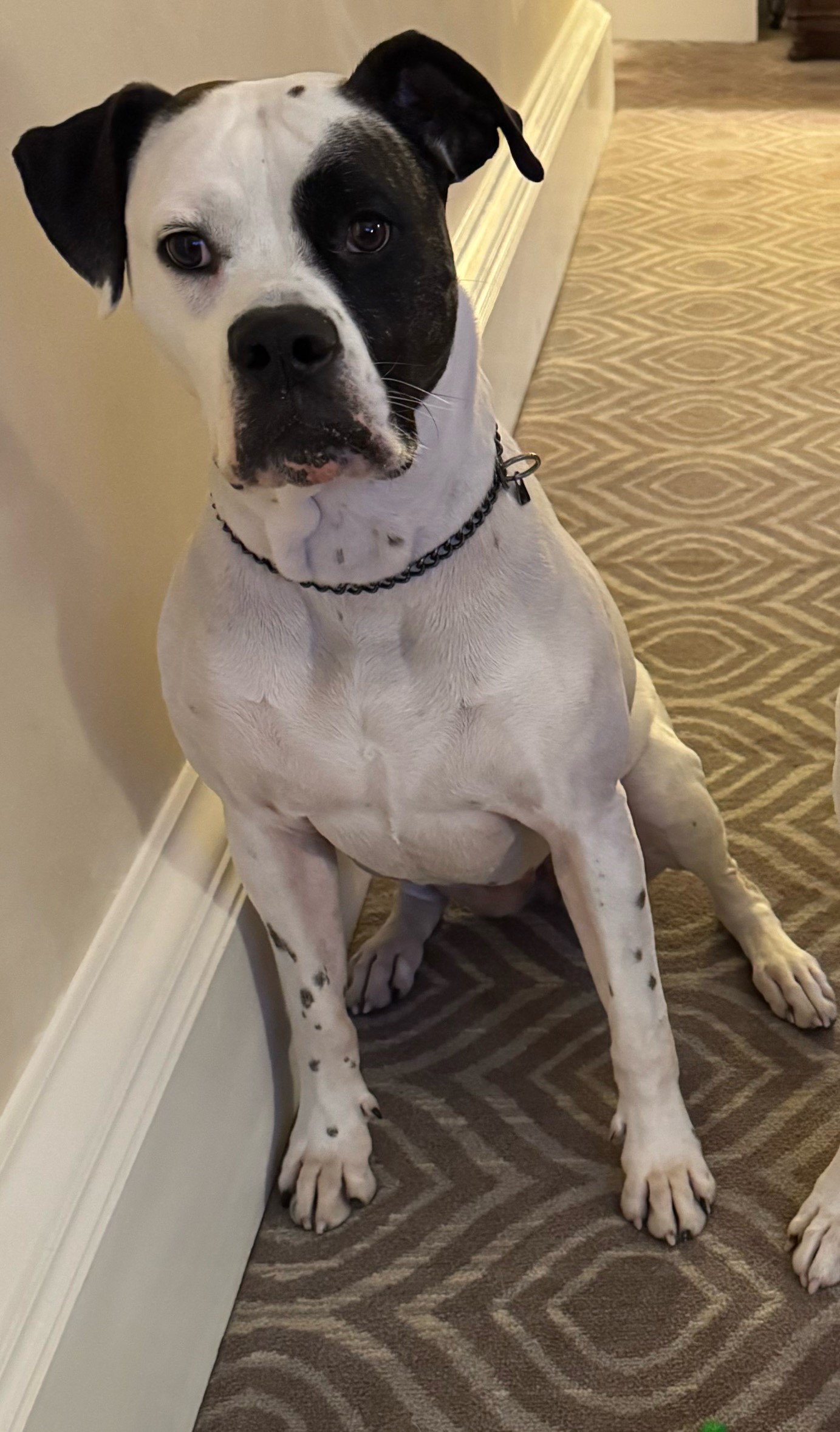 SD UNJCH NV UWP CA RACEN NE URO3 GRCH'PR'HD'S RAMONA MAE RAZZLE DAZZLE SPOT-O N