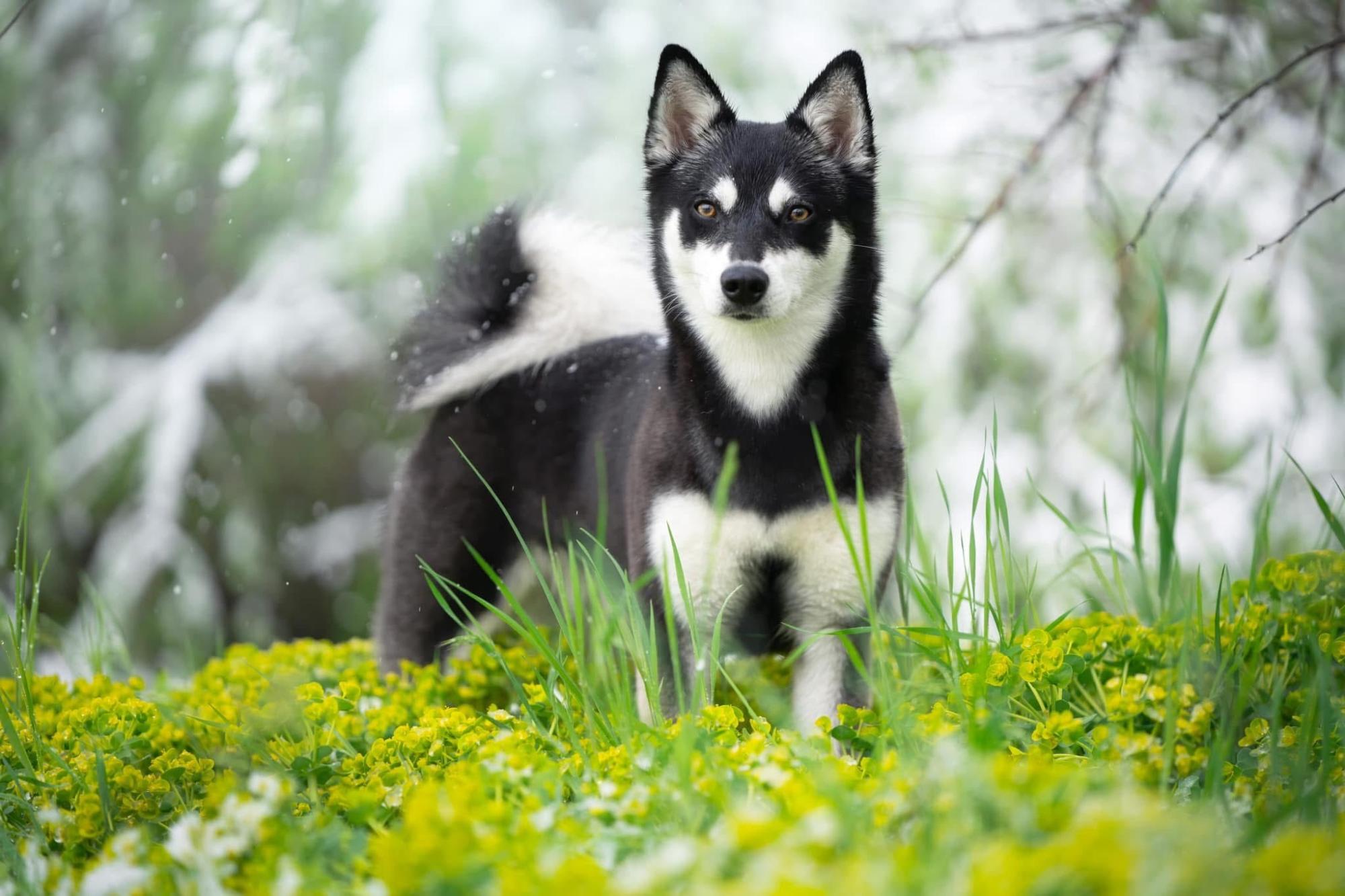 SD HOP NE NI NC FLY UWP CA PN RACES URO2 BA UAGI DGCH'PR'THURISIA'S VOICE OF REASON SPOT-ON