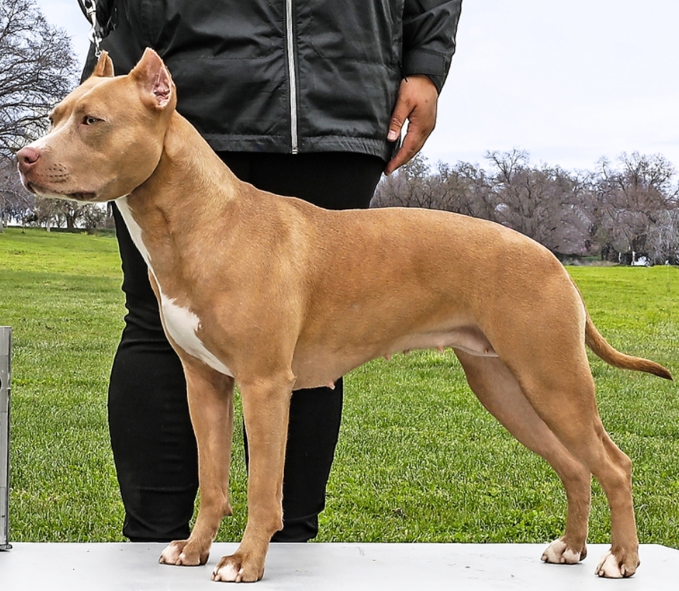 SD URO1 PN DASH NI NE UWPCH CA GRCH'PR'BARTIN'S CALIFORNIA ROULETTE SPOT-ON