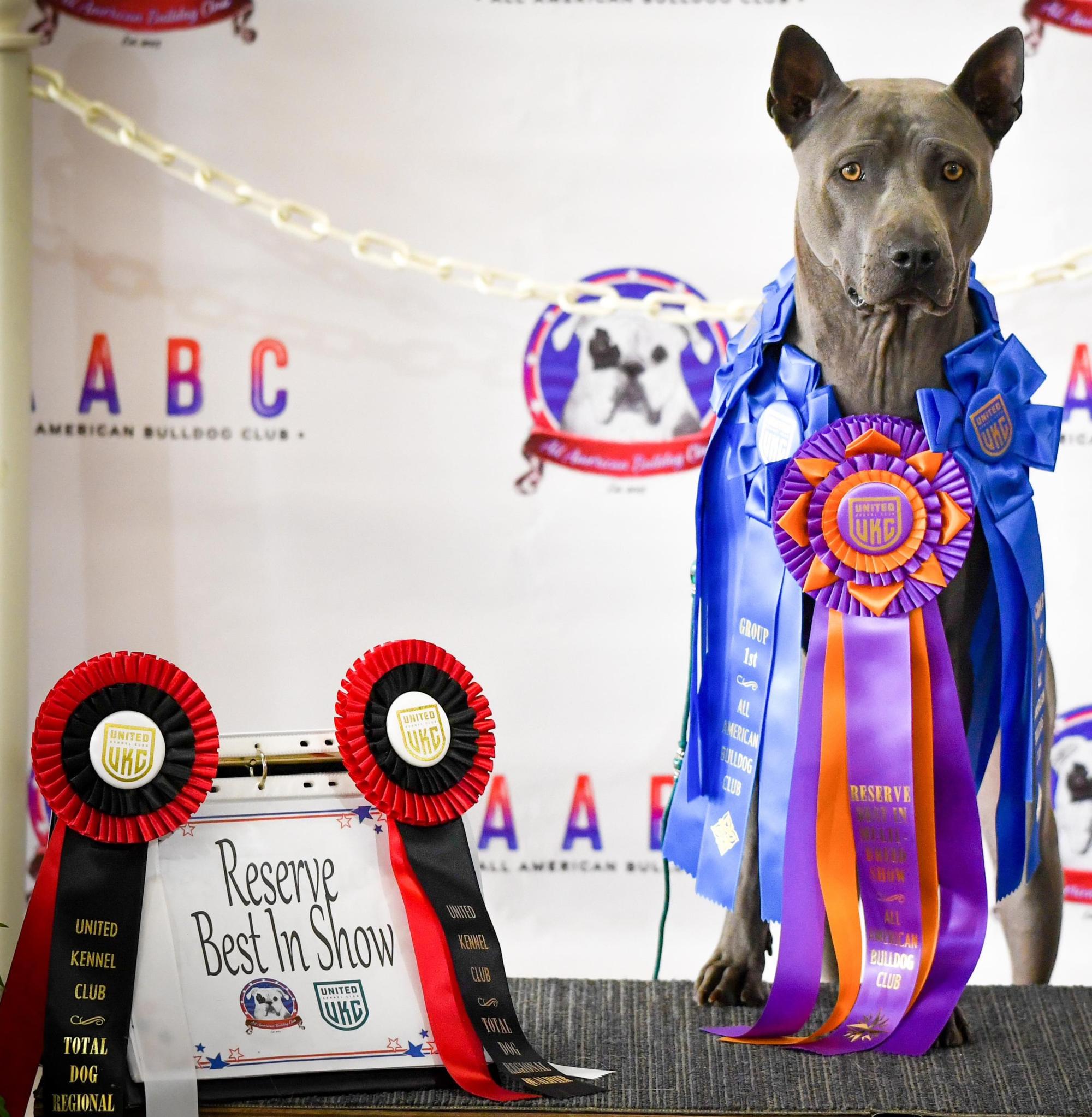 SD NTD DASH RACEA CT UWP ROM UCDX GRCH TALISMAN YUNGA QUEENOPOLIS SPOT