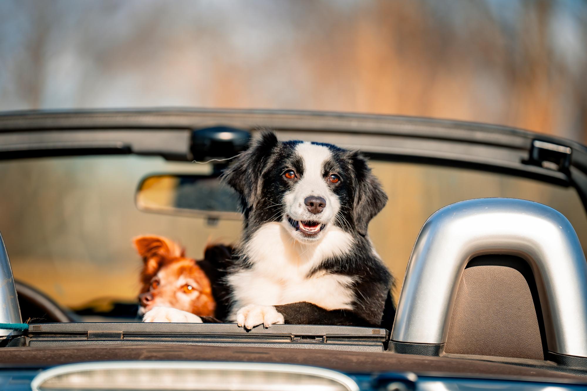 SD N3K BA PN NTD CA LEAP FLY URO1 GRCH SN A2Z JUST DO IT WIGGLEBUTT SPOT-ON