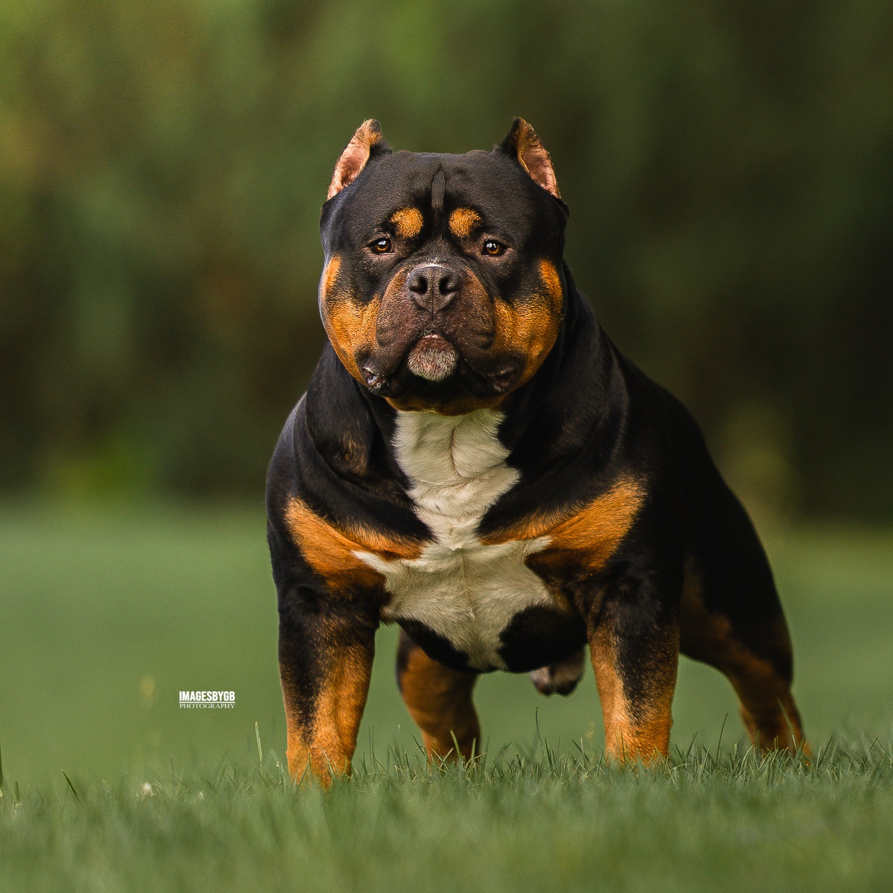 SD BA NTD SC BN SE HOP DASH SI URO2 UWP AN GRCH SB GOIN FOR BAROQUE DE TSAVO  SPOT                                                                                               SD BA