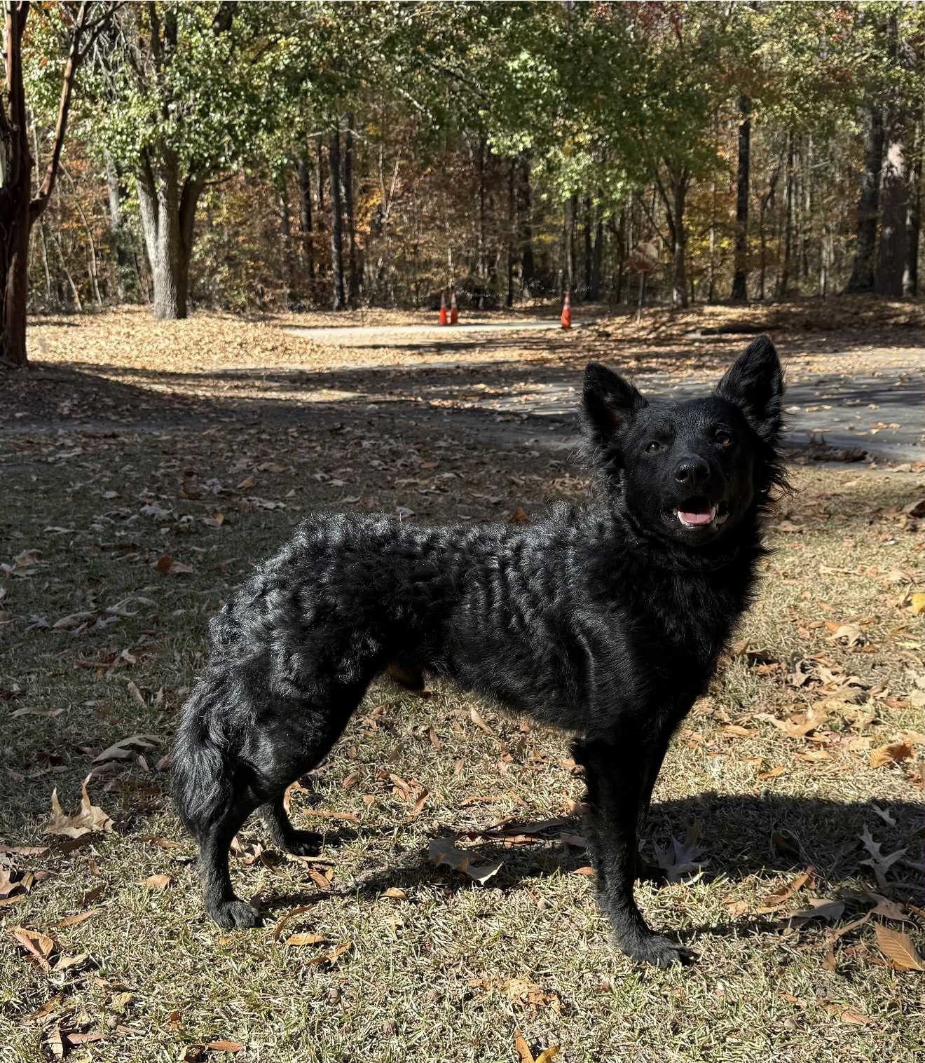 AP VPA UJJ LEAP NHD UWP RUSH RACES CH SN URO1 GRAVES FARM AND WODAN'S MONOPOL Y SPOT-ON