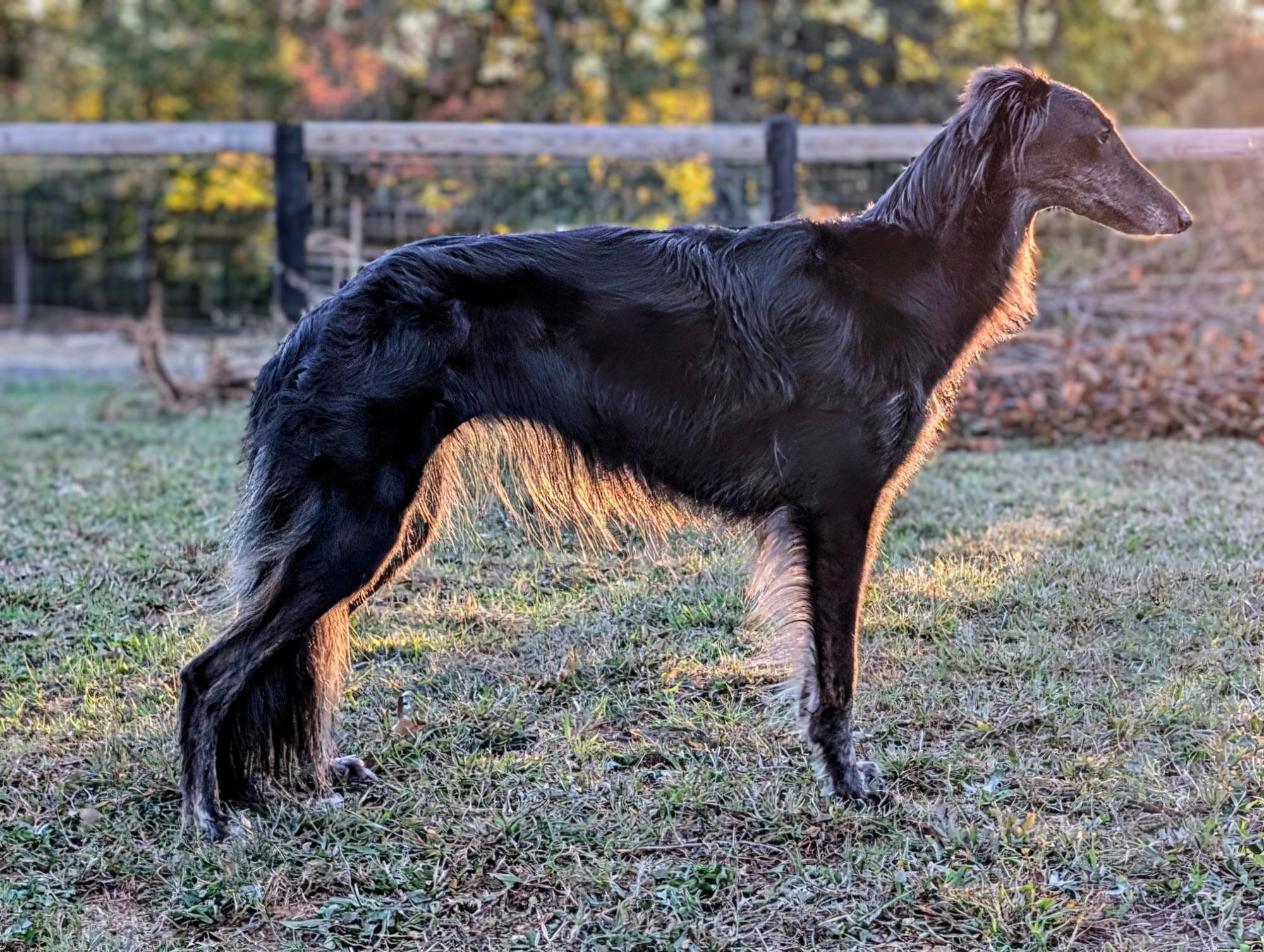 SD RACEN NI NE AC RMX URX DASH UROC HOP BN PN RMC GRCH ARTEMIS GLIMMER OF GOL D SPOT-ON