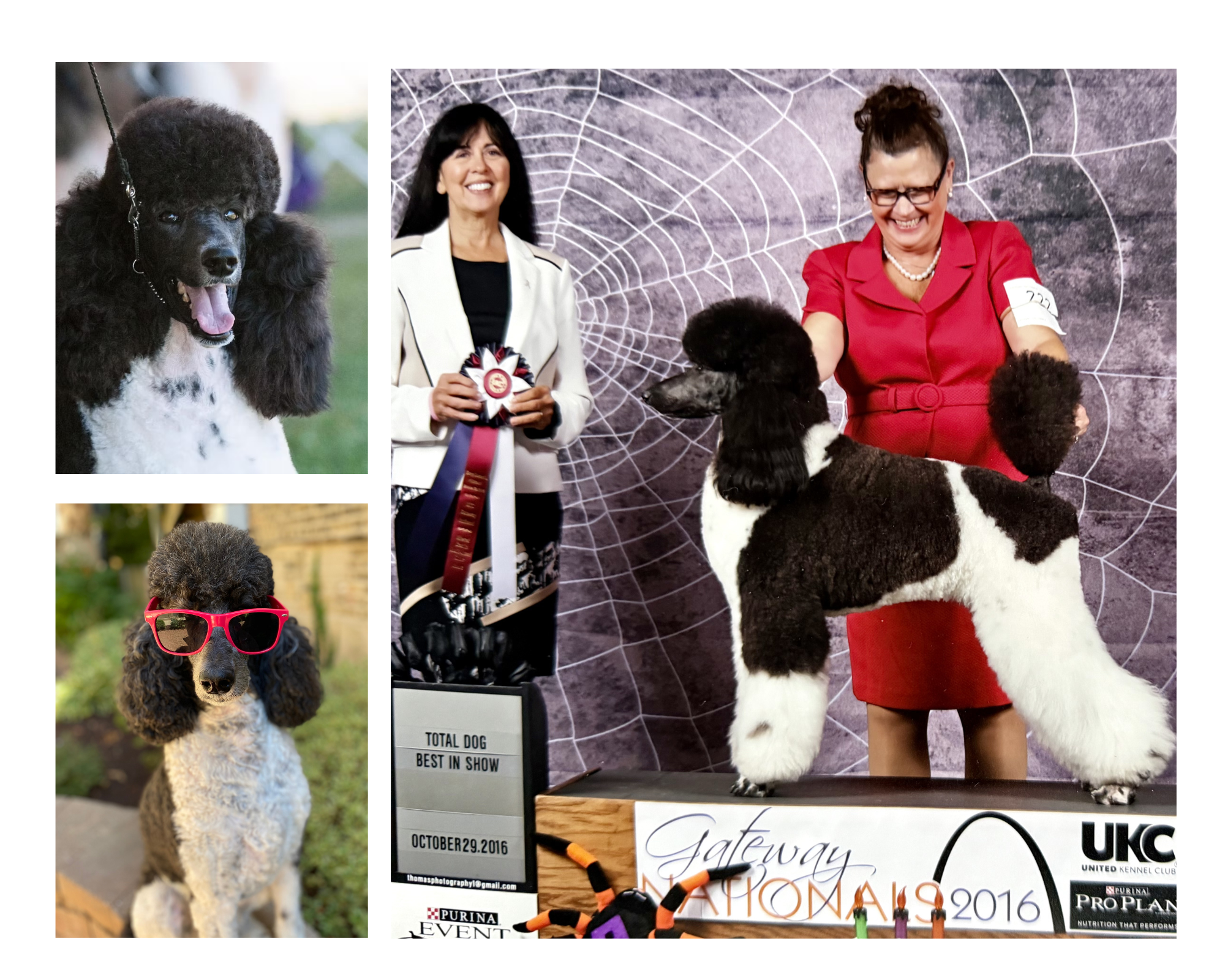 SD NC UAGI CA UWP URO1 GRCH JACKNIC'S COLORFUL LANGUAGE SPOT