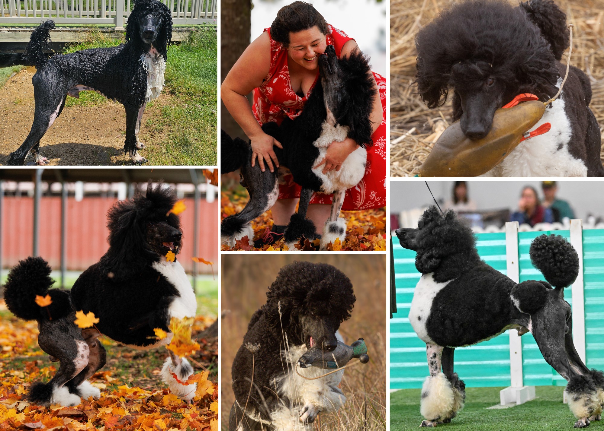 SD3 LEAP SI UNJ PN SC URO3 RATN AN AP VPN NNCH AHD FLY UWPCH SPRINT DGCH EL S ILENCIO'S MAGIC AT VALAURAH'S SPOT