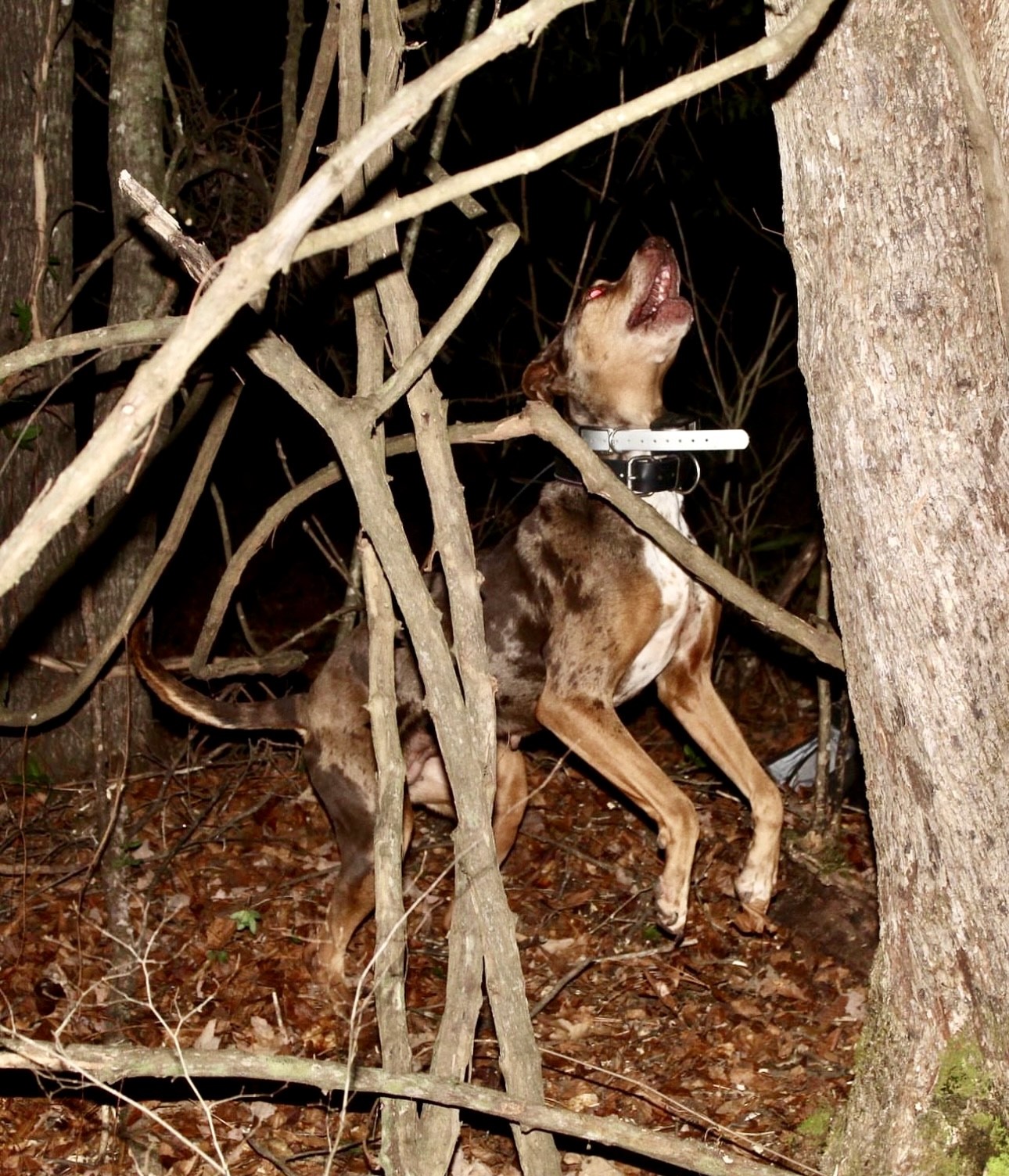 SD RACEN AP VPN URO1 UNJ UWPCH CA EGCH WARRIOR RIVER KHALEESI SPOT-ON