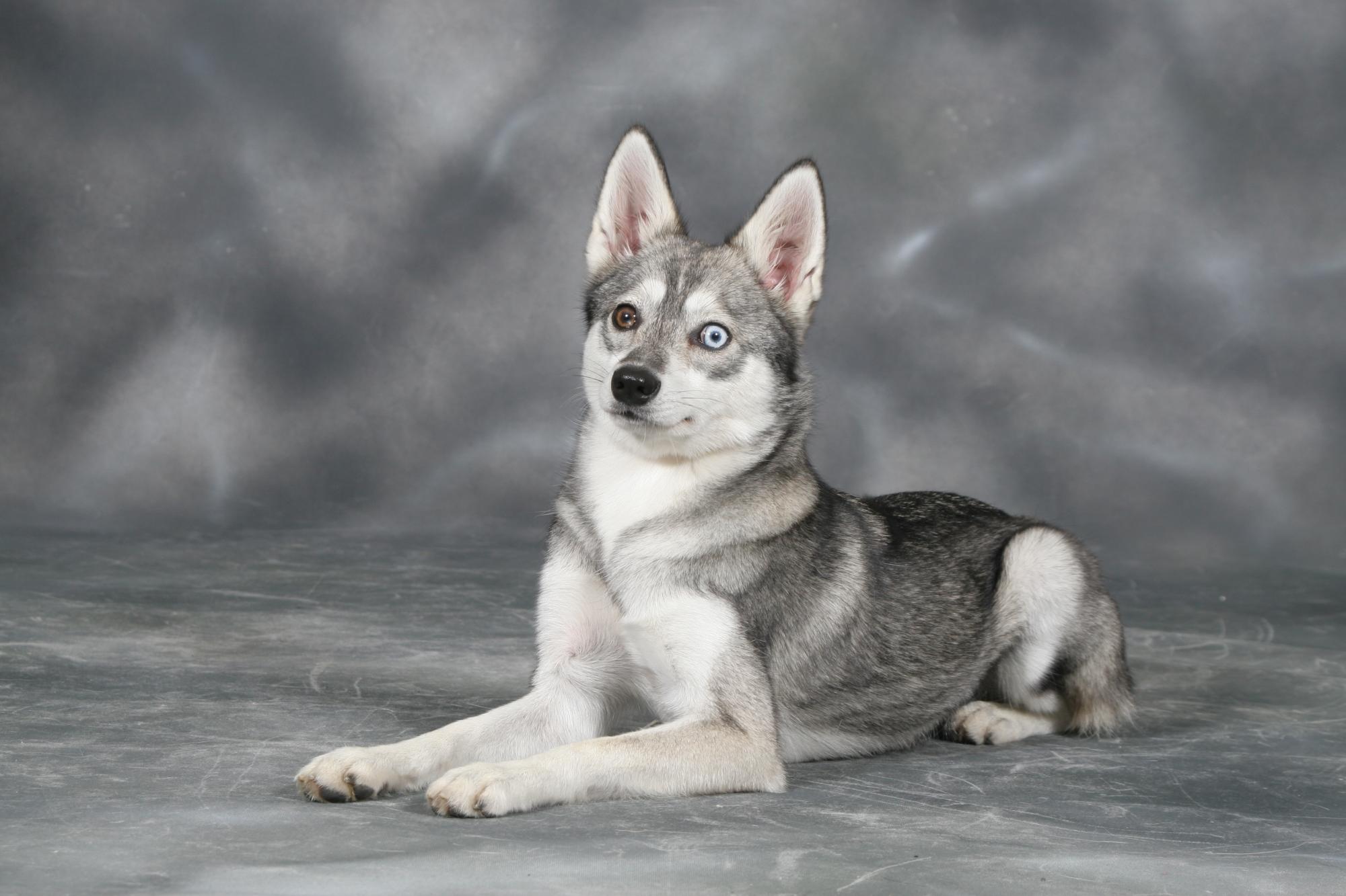 SD USA UFA URX2 UWPV CA UACH UWPCHX UROG FO UCD GRCH'PR'ALIAK'S FOXY CLEOPATR A SPOT-ON