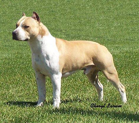 SD2 USA UFA CAX GNJCH URO3 UAGII FO UCD UWPS UGWPC1 RATM GRCH ALPINE'S VINTAG E POWER TRIP SPOT-ON   SD2 USA UFA CAX GNJCH URO3 UAGII FO UCD UWPS UGWPC1 RATM GRCH ALPINE'S VINTAG E POWER TRIP SPOT-ON