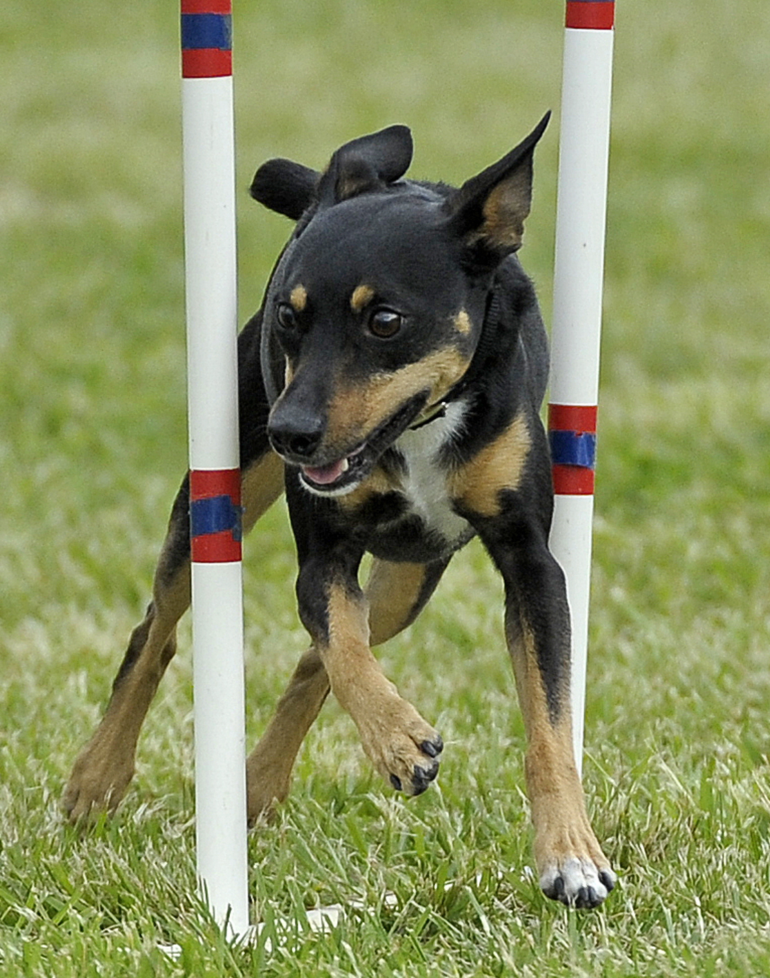 SD CAX PTN UWP URO2 UGRACH RATS USGCH UFGCH CH KIDD K'S CROSS MY HEART