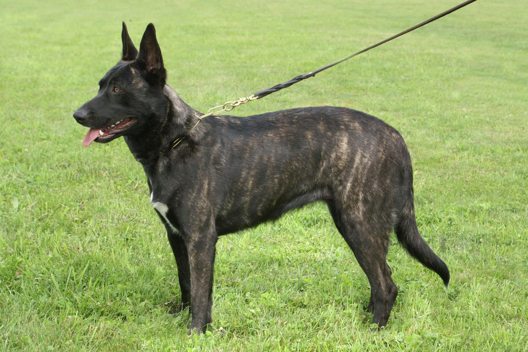 SD AN UJJ UCD UAGI URO3 GRCH CHER CAR'S SNAP DECISION