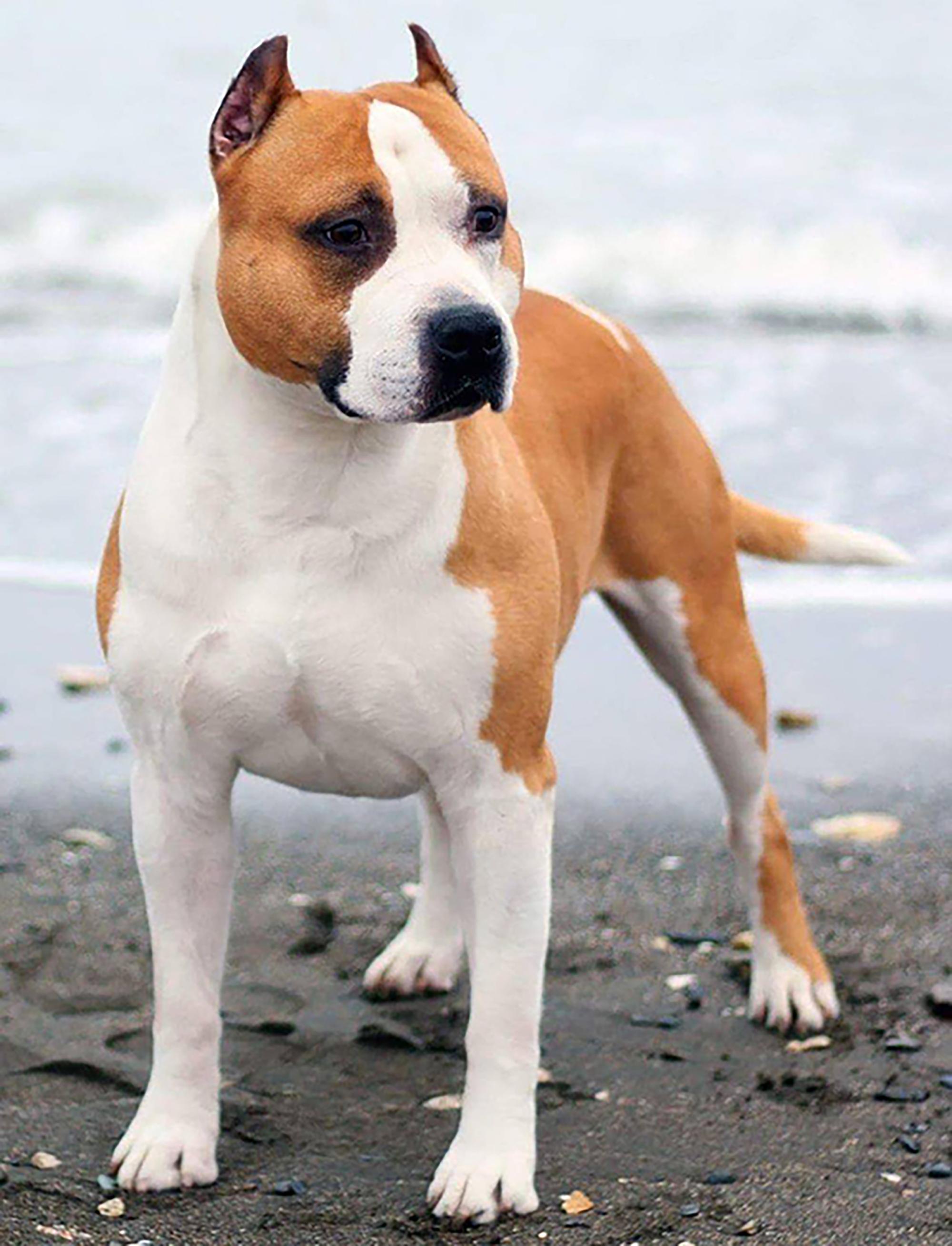 SD RATCH AP3 VPE CA PTN URO2 UCD UWPS UNJ UEWPCH GRCH ALPINE'S RING OF FIRE S POT-ON