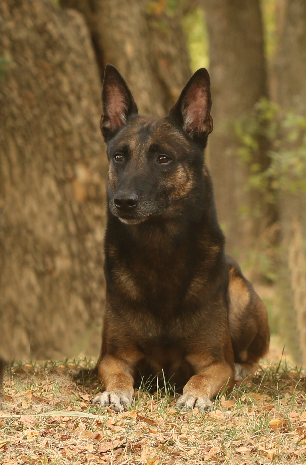 SD GRCH UCD ROM URX2 UROG UAGI UWP UNJCH STONEFOX PRIVATE INVESTIGATOR SPOT-O N