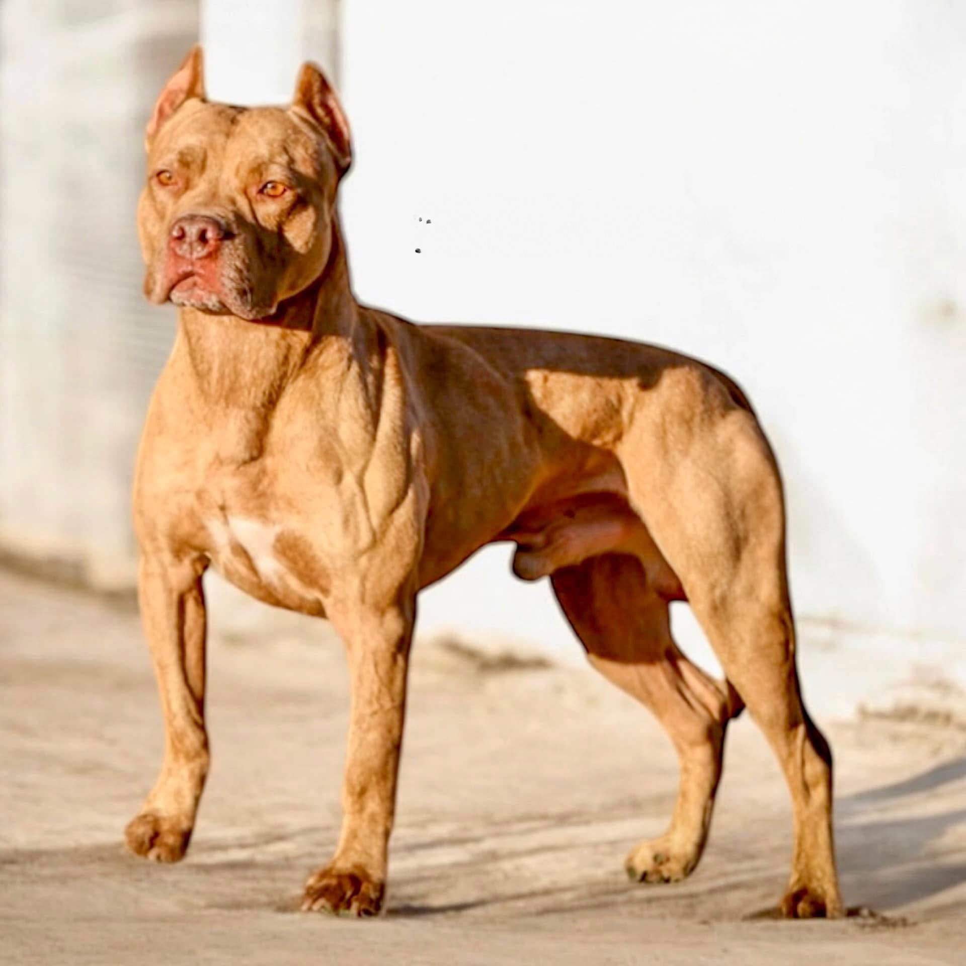 SD AP2 VPE UWPO UCD GSJCH CAX UWPCHX URO1 GRCH C'S SMALLTOWN LADIES LOVE SPOT -ON