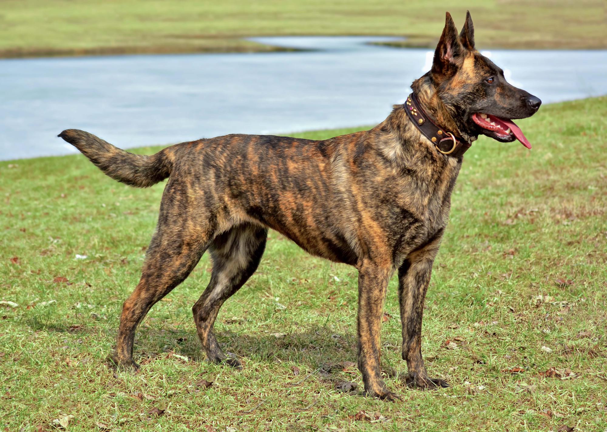 SD EFCH SI UAGI GSJCH CA AN URO1 GRCH CHER CAR'S SOME LIKE IT HOT