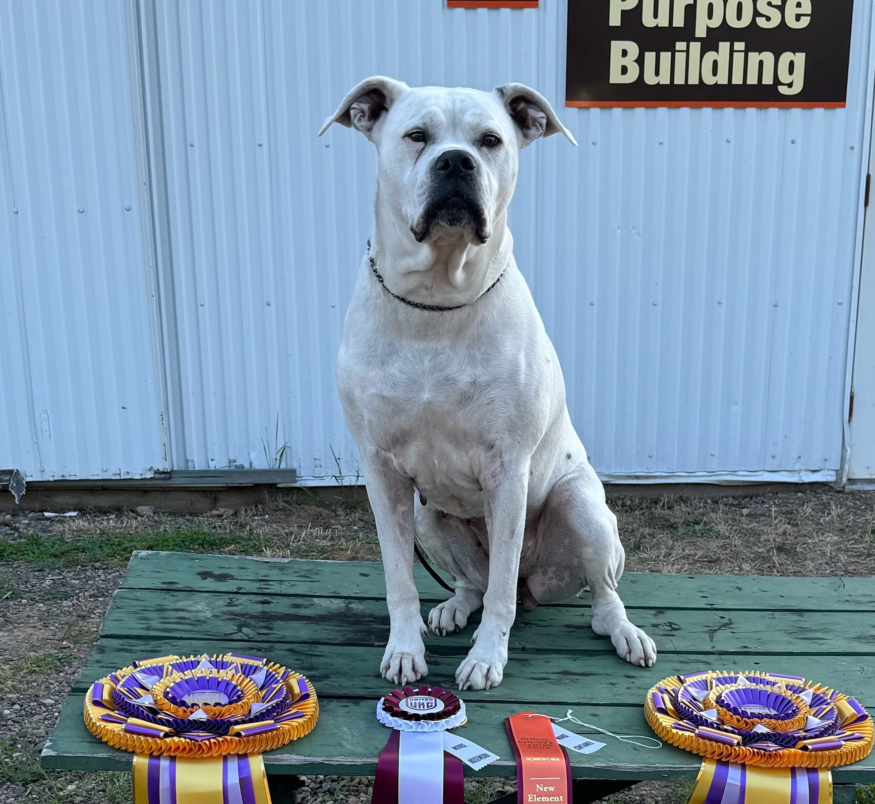 SD NN RACEN UWP UNJ CA ROM GRCH HD'S STELLA MAE STOKE YA SPOT